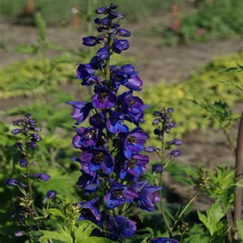 Delphinium Black Knight Flower Seeds Delphinium Cultorum | Etsy