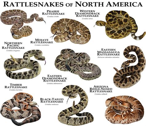 Rattlesnakes of North America by rogerdhall on DeviantArt