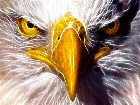 Eagle Eyes 2 by Akolita on DeviantArt