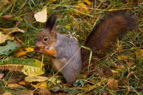 A squirrel eating nuts stock image. Image of squirrel - 122320187