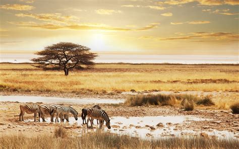 Safari Wallpapers - Wallpaper Cave