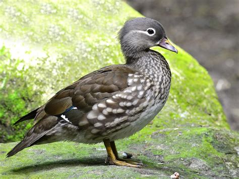 Female Mandarin Ducks (Identification Guide) | Birdfact