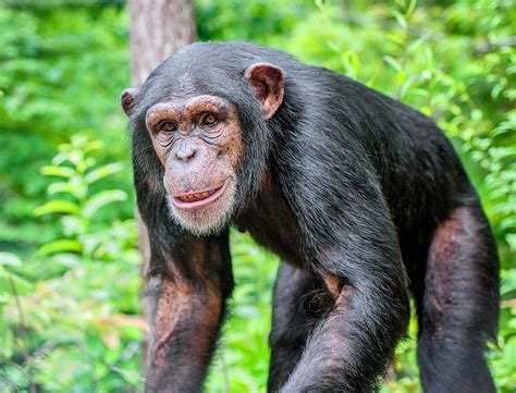 Junk DNA may set humans apart from chimpanzees - Earth.com