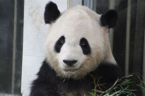 Fuzhou Panda World Archives - GiantPandaGlobal.com