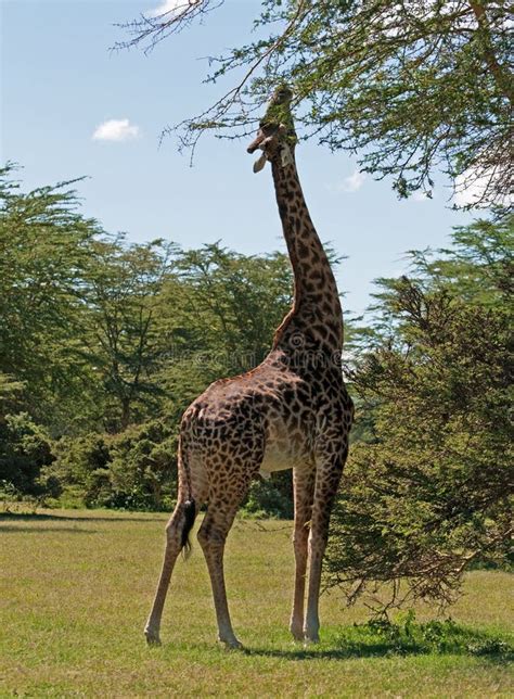 Giraffe Feeding Royalty Free Stock Images - Image: 20256689