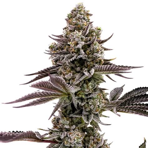 Blueberry Cupcake Strain - SeedFare Find the Perfect Seed at the Right ...