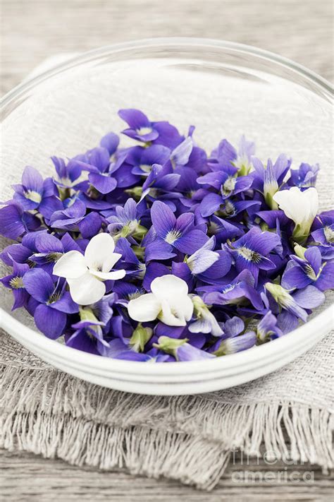 Edible Violets In Bowl Photograph by Elena Elisseeva