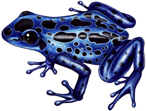 Amazon poison dart frog Dendrobates azureus - Lizzie Harper