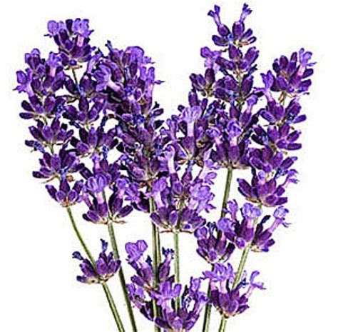 Lavender & Vanilla Fragrance Oil