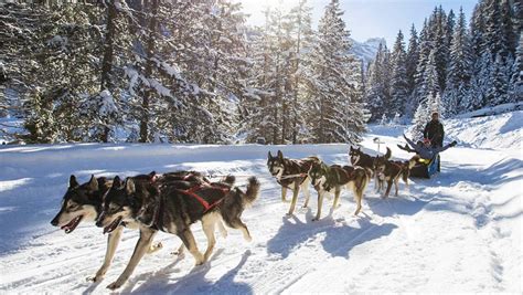 Dog sledding French Alps - Les 3 Vallées