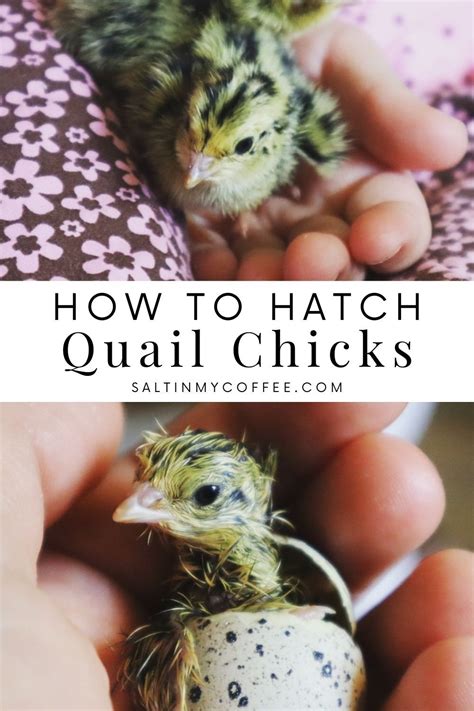 How to hatch quail eggs | Quail eggs, Quail, Raising quail