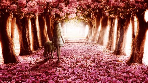 2560x1440 Pink Flowers Path 1440P Resolution HD 4k Wallpapers, Images ...