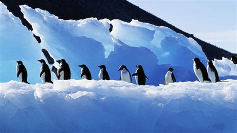 Penguin Wallpapers - Wallpaper Cave