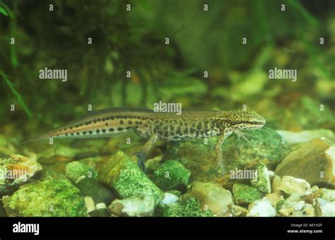 Palmate newt uk breeding hi-res stock photography and images - Alamy