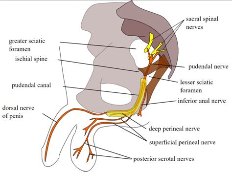 [Figure, Pudendal nerve, course and branches...] - StatPearls - NCBI ...