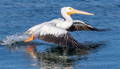 American White Pelican | San Diego Bird Spot