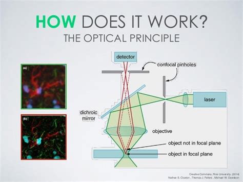 Principles of Confocal Microscopy