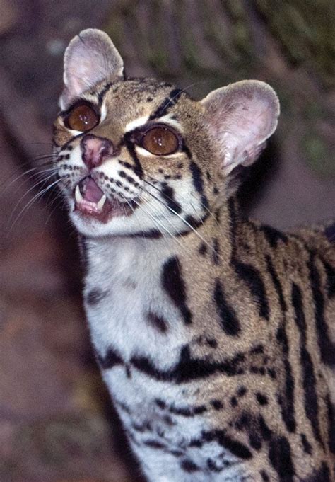 17+ best images about *** OCELOT + MARGAY *** on Pinterest | Terry o'quinn, Pets and Jaguar