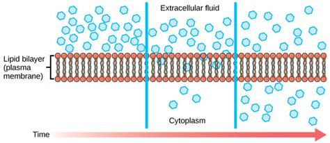 Transport Across Membranes | Boundless Anatomy and Physiology