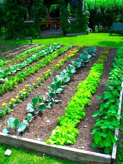 Magnificent Vegetable Garden Ideas Philippines The Garden In ...