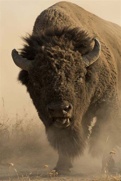 American Buffalo Art Prints by Robert Dawson | Gallery4Collectors.com