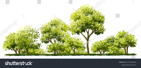 Vector Watercolor Tree Side View Isolated Stock Vector (Royalty Free ...