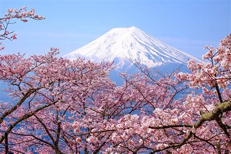 Cherry Blossom Pictures, Cherry Blossom Japan, Cherry Blossom Season, Cherry Blossoms, Japanese ...