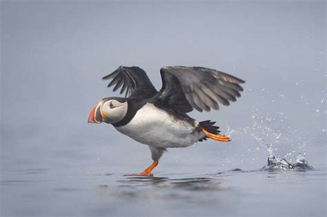 Puffin "walking" on water | Puffins bird, Pet birds, Puffin