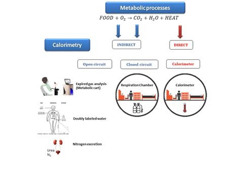 Equation For Indirect Calorimetry - Tessshebaylo