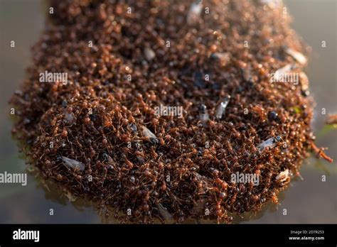 Pile of Floating Ants in a Flood Stock Photo - Alamy