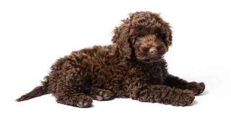 Labradoodle Growth Chart | Labradoodle Weight & Size Chart