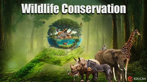 Essay on Wildlife Conservation: Preserving Earth's Biodiversity