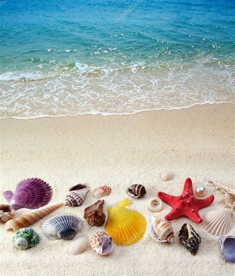 Sea shells on sand beach — Stock Photo © Tihon6 #6193146