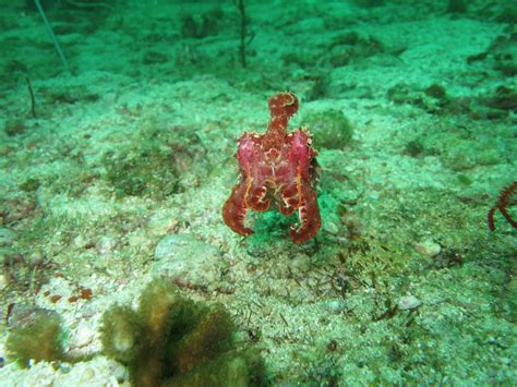 Free Images : animal, diving, underwater, mediterranean, squid, fauna, coral reef, invertebrate ...