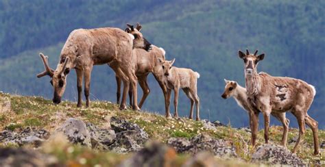 80% of wolves could be killed under expansion of BC program: Group | News