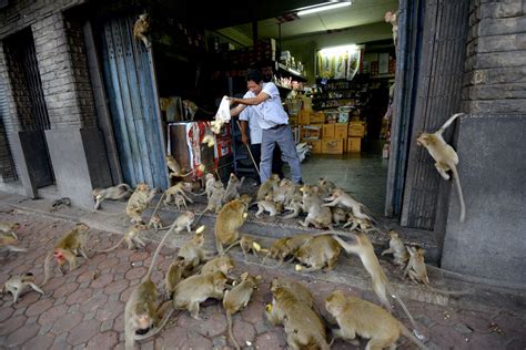 Monkeys in Lopburi town, Thailand. | Smithsonian Photo Contest | Smithsonian Magazine