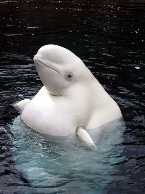 beluga whale | Beluga whale, Animals beautiful, Whale