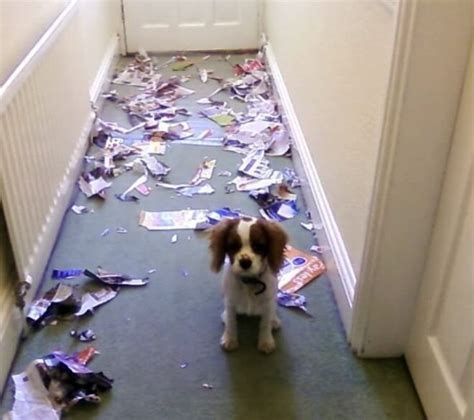 29 Adorable Guilty Dogs Who Always Get Away With Everything