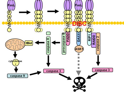 Fas ligand - wikidoc