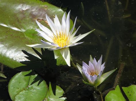 Aquatic Plants: Nymphaeaceae