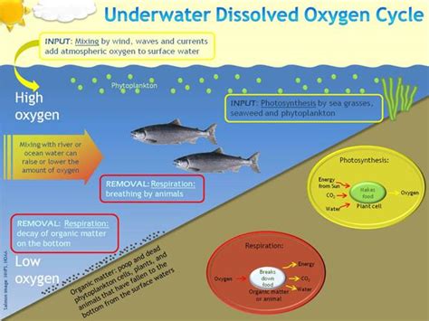 Defining Dissolved Oxygen - HMGA Water Project