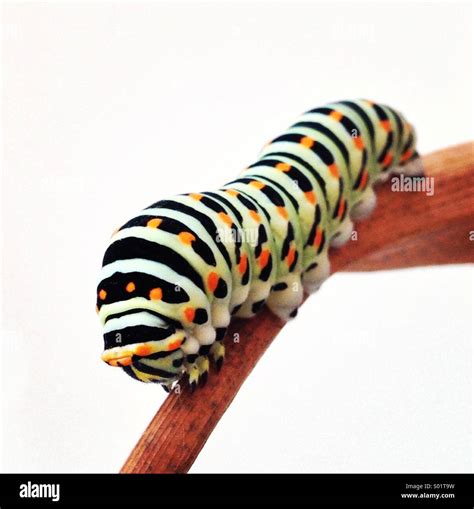 Colorful caterpillar Stock Photo - Alamy