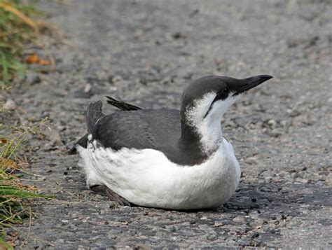 OSLO BIRDER: Inland Guillemots