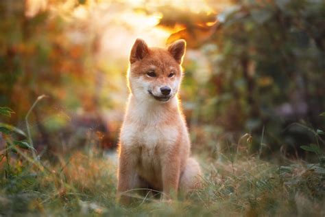 The 4 Best Shiba Inu Breeders In The Entire U.S.