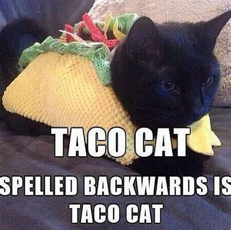 Taco cat | Funny cat memes, Taco cat, Cat memes