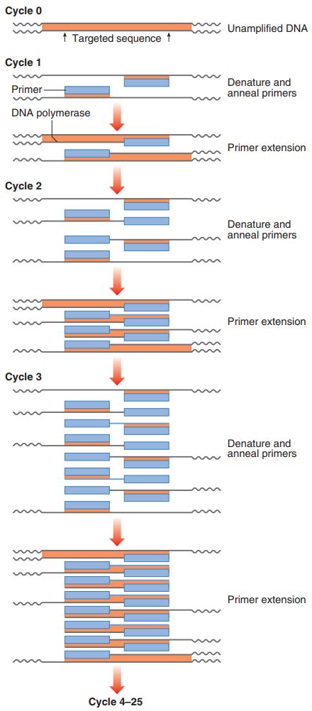 PCR amplification process. Image taken from [1]. | Download Scientific ...