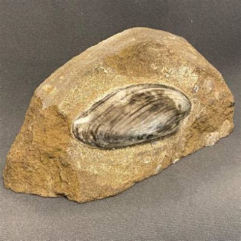 Fossil Bivalve Specimen - Cardinia Gigantea - Antiquities & Fossils ...