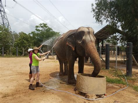 Bathing the Elephants in Thailand - Center for International Programs