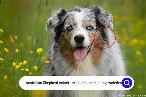 Australian Shepherd Colors (Photo Guide) Stunning Varieties - Oodle Life