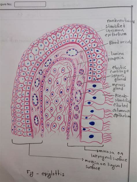 Histology of Epiglottis Diagram